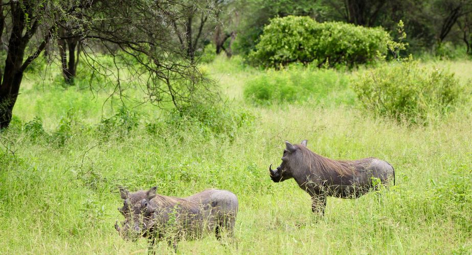 Pumba! wrattenzwijnen 